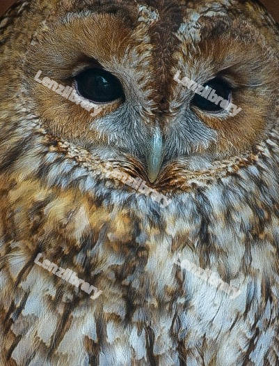 Tawny Owl